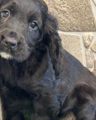 Cocker