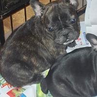 Cuccioli bulldog francese