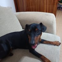 Pinscher nano con pedigree per accoppiamento