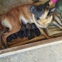 Cuccioli di pastore belga malinois