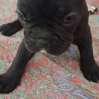 Bulldog francese femmina