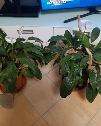 piante Spathiphyllum
