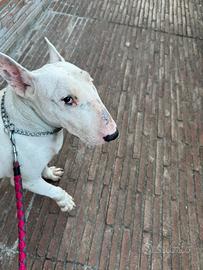 Bull terrier femmina