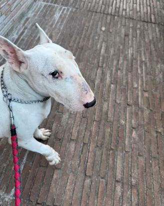 Bull terrier femmina