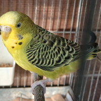 Cocorite femmina Clear Body/BW