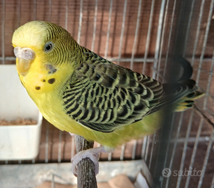 Cocorite femmina Clear Body/BW