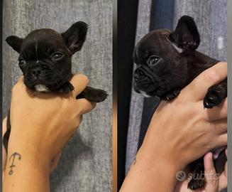 Bulldog francese
