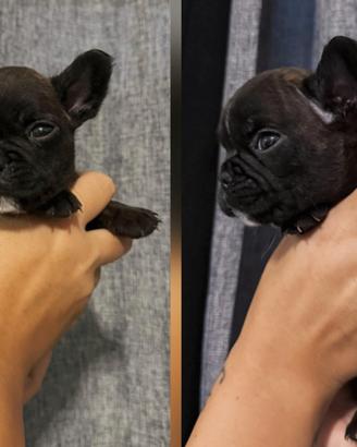 Bulldog francese