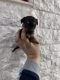 Mini chihuahua Toy da borsetta