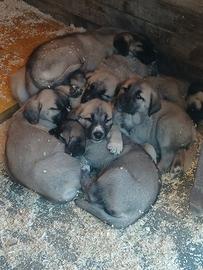 Kangal cuccioli