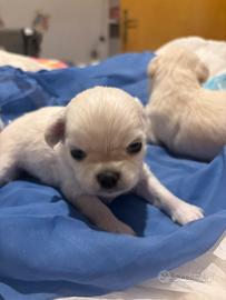 Cuccioli disponibili