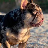 Bulldog Francesi X Monta