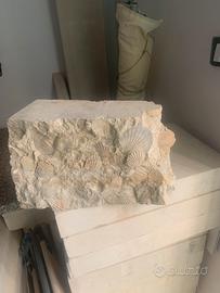 Fossili