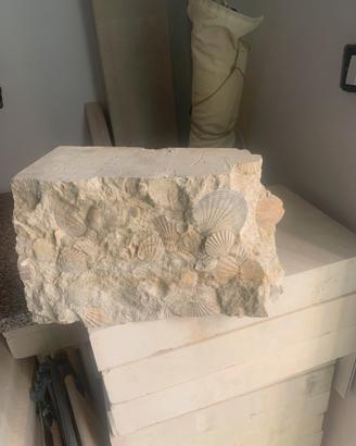 Fossili