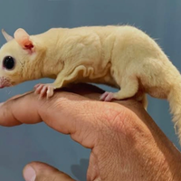 Petauro leucistico