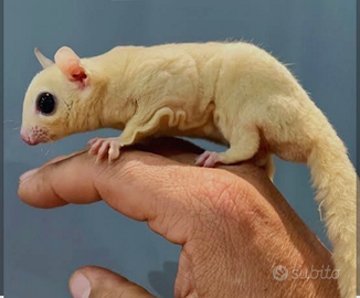 Petauro leucistico