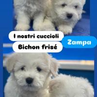 Barboncini (Bichon Frise)
