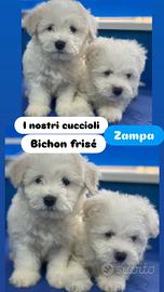 Bichon Frise