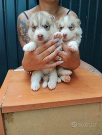 Cuccioli Siberian Husky