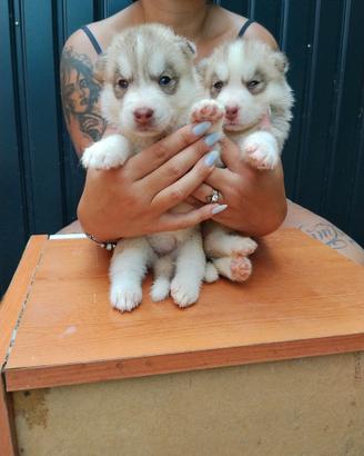 Cuccioli Siberian Husky