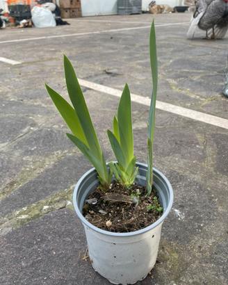 Iris germanica