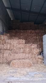 Ballette balle di fieno foraggio