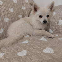 Volpino italiano per monta