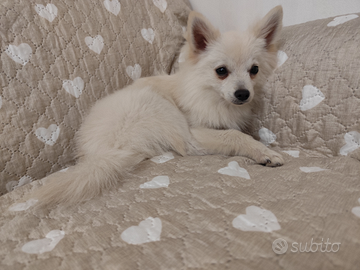 Volpino italiano per monta