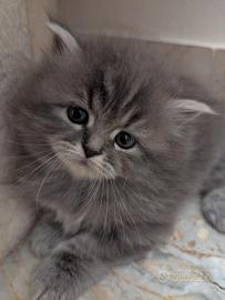 Gattini Persiano