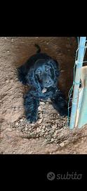 Cuccioli di cocker spaniel