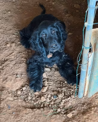 Cuccioli di cocker spaniel