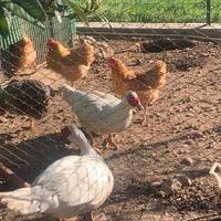 Maschi di anatre mute