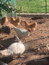 Maschi di anatre mute