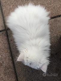 Cuccioli di gatto persiano