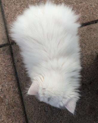 Cuccioli di gatto persiano