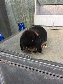 Coniglietti ariete nano