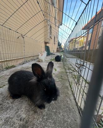 Cucciolo di coniglio nano