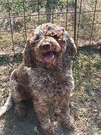 Lagotto romagnolo