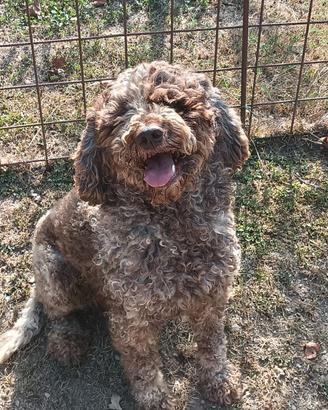Lagotto romagnolo