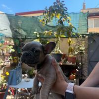 Bulldog Francese