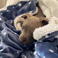 Pitbull Terrier prezzo 250