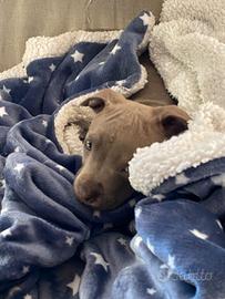 Pitbull Terrier prezzo 250