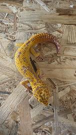 Geco Leopardino maschio adulto