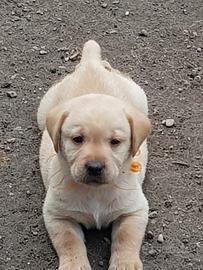 Cuccioli di labrador