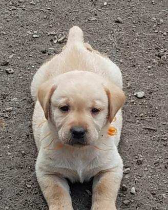 Cuccioli di labrador