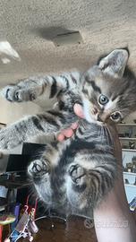 Ultimo cucciolo Maine coon