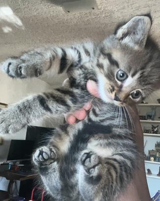 Ultimo cucciolo Maine coon