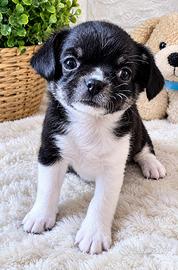 Cucciolo di chihuahua con pedigree