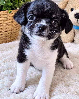 Cucciolo di chihuahua con pedigree
