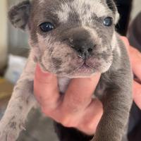 Bulldog Francese